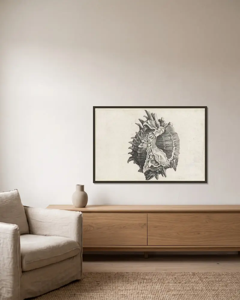 Rosa Mund Murex (Phyllonotus erythrostomus) von Wenceslaus Hollar gerahmt an einer Wand