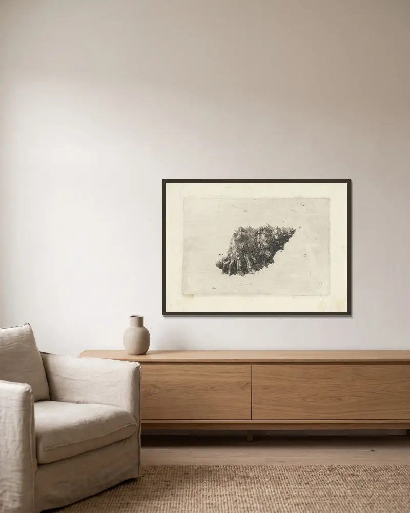 Rötliche Froschmuschel (Bursa rubeta) von Wenceslaus Hollar gerahmt an einer Wand