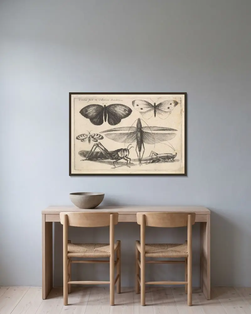 Sechs Insekten von Wenceslaus Hollar gerahmt an einer Wand