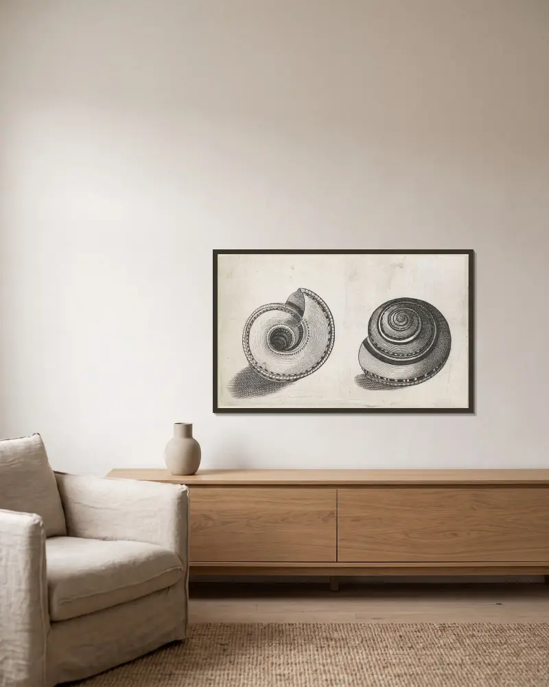 Sonnenuhrschnecke (Architectonica perspectiva) von Wenceslaus Hollar gerahmt an einer Wand