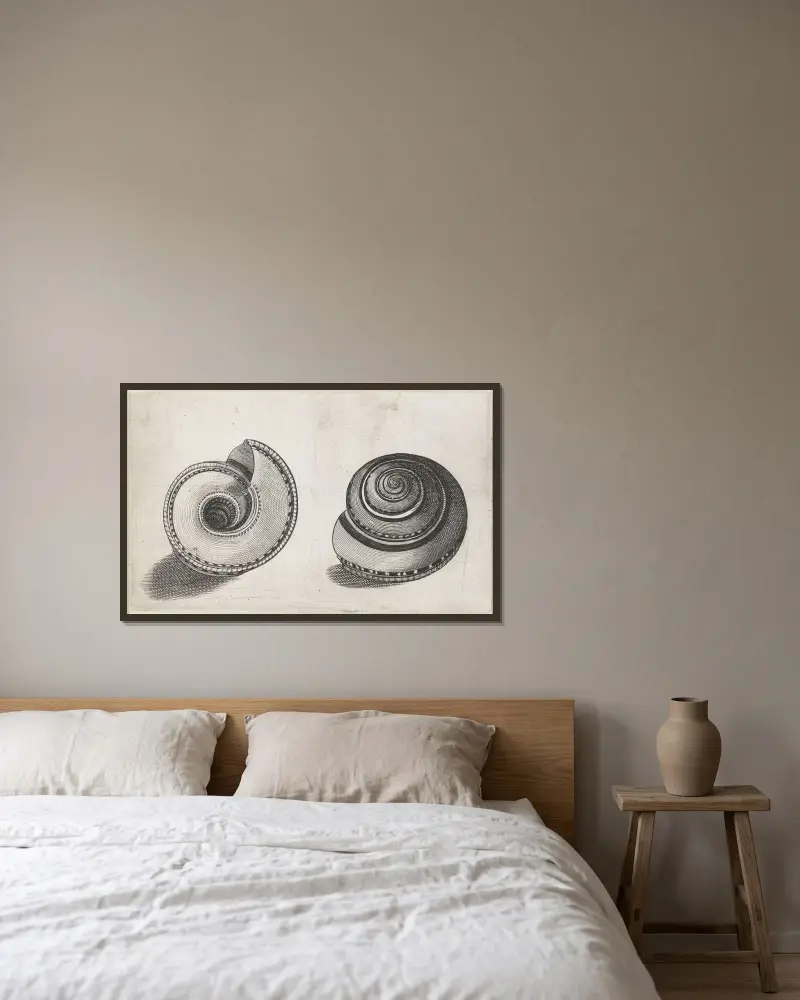 Sonnenuhrschnecke (Architectonica perspectiva) von Wenceslaus Hollar gerahmt an einer Wand