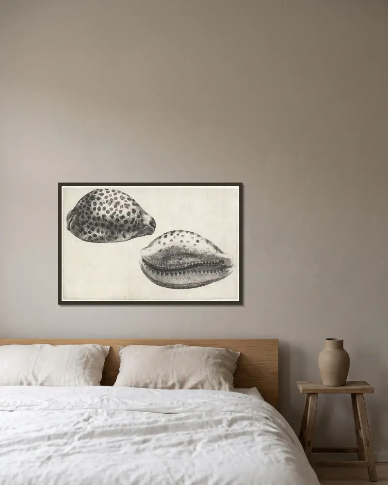 Tiger-Kauri (Cypraea tigris) von Wenceslaus Hollar gerahmt an einer Wand
