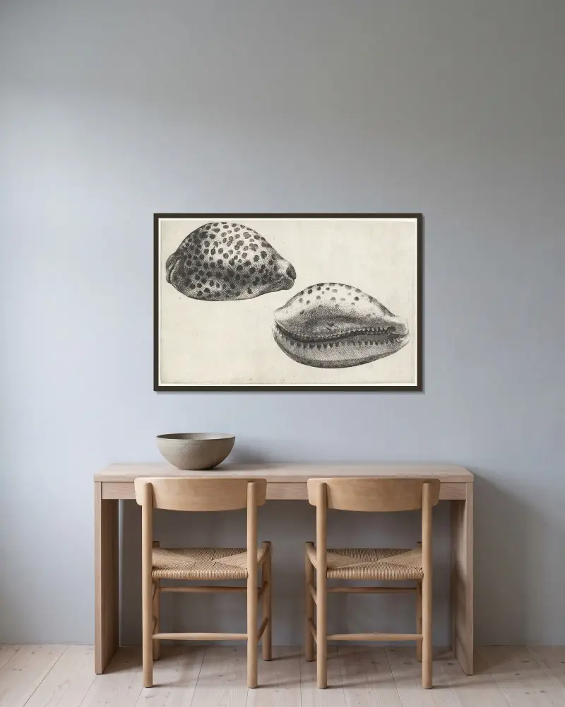 Tiger-Kauri (Cypraea tigris) von Wenceslaus Hollar gerahmt an einer Wand