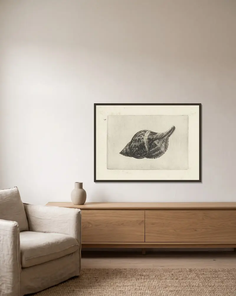 Echte Tulpe (Fasciolaria tulipa) von Wenceslaus Hollar gerahmt an einer Wand