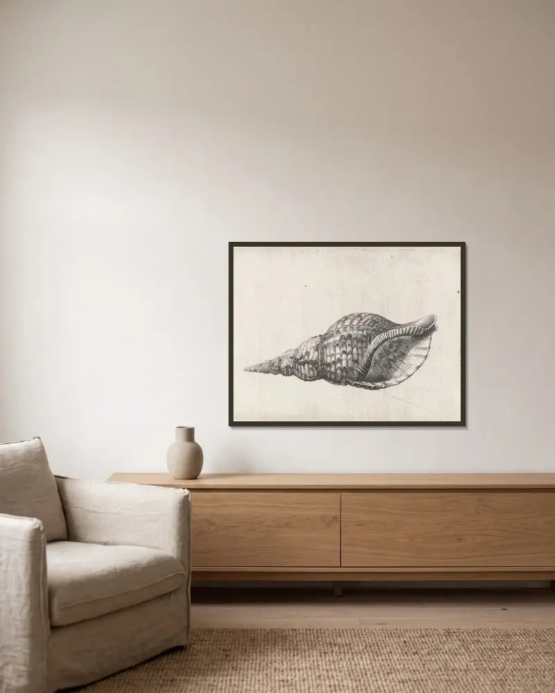 Trompetenschnecke (Charonia tritonis) von Wenceslaus Hollar gerahmt an einer Wand