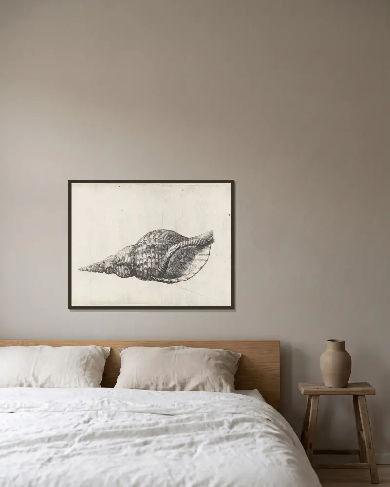 Trompetenschnecke (Charonia tritonis) von Wenceslaus Hollar gerahmt an einer Wand