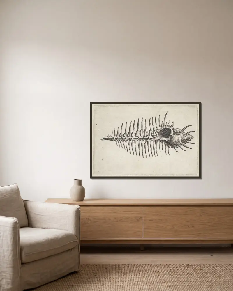 Venus-Kamm-Murex (Murex pecten) von Wenceslaus Hollar gerahmt an einer Wand