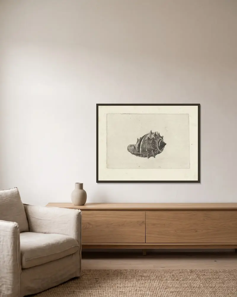 Westindische Kronenschnecke (Melongena melongena) von Wenceslaus Hollar gerahmt an einer Wand