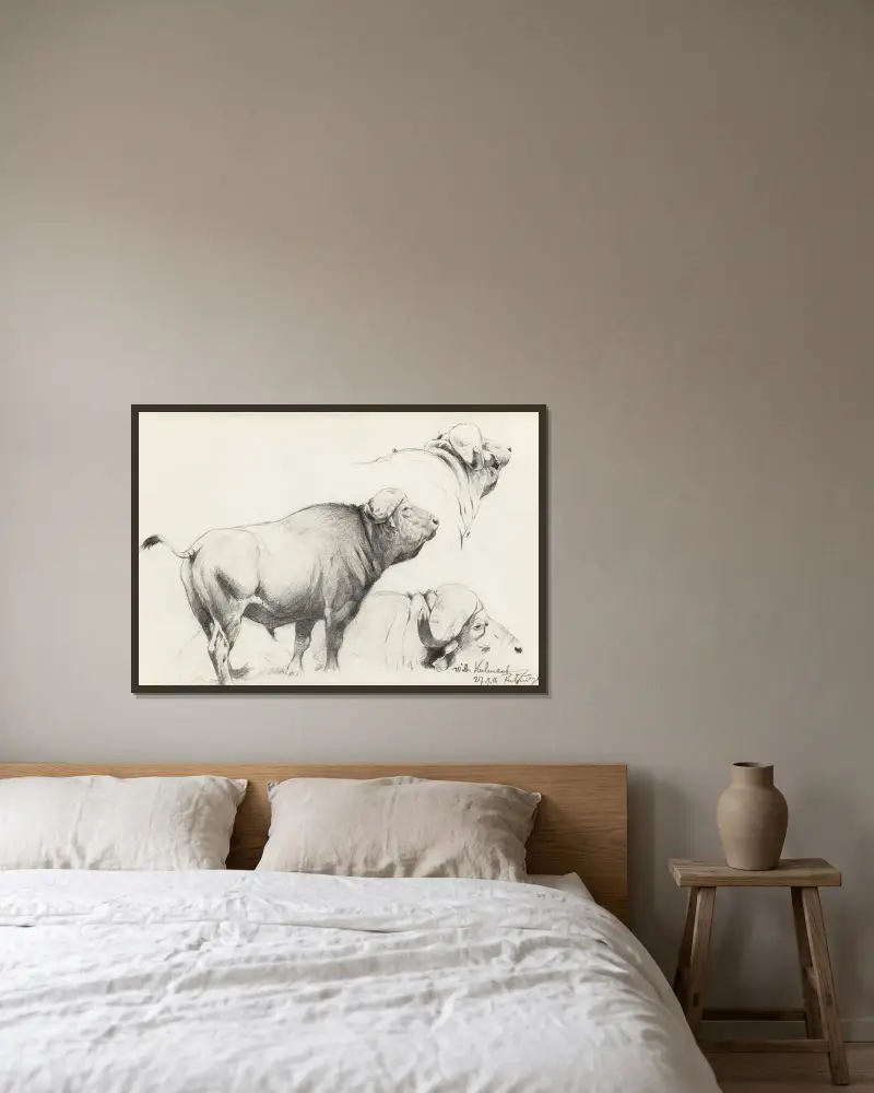Kafferbuffel von Wilhelm Kuhnert gerahmt an einer Wand