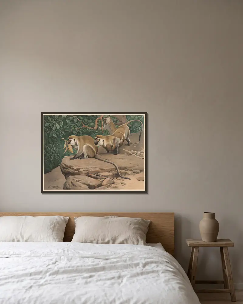 Grüne Meerkatze von Wilhelm Kuhnert gerahmt an einer Wand