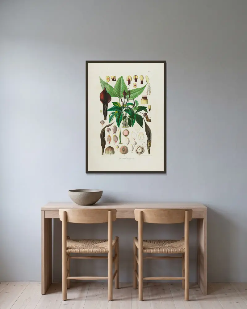 Aroideae Maximilianae Tafel 1 von Heinrich Wilhelm Schott gerahmt an einer Wand