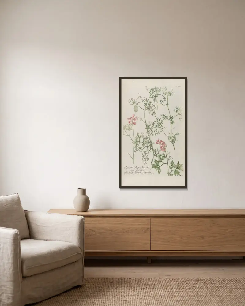 Phytanthoza iconographia Pl.244 av Johann Wilhelm Weinmann inramad på en vägg