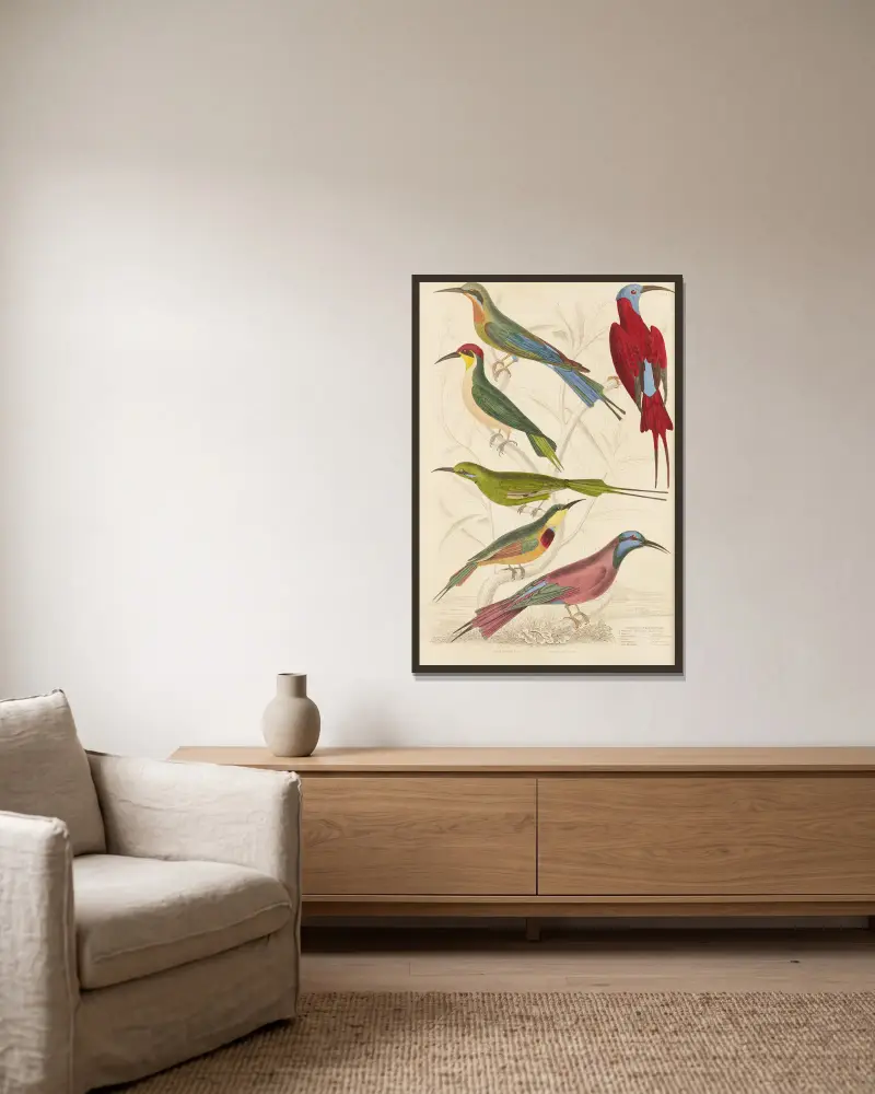 Bienenfresser von William MacGillivray gerahmt an einer Wand