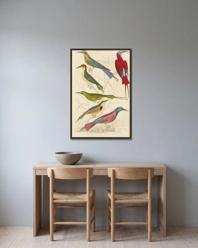Bienenfresser von William MacGillivray gerahmt an einer Wand