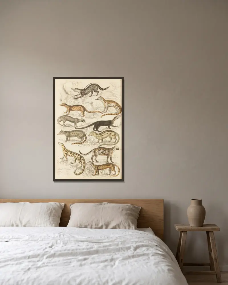Schleichkatzen von William MacGillivray gerahmt an einer Wand