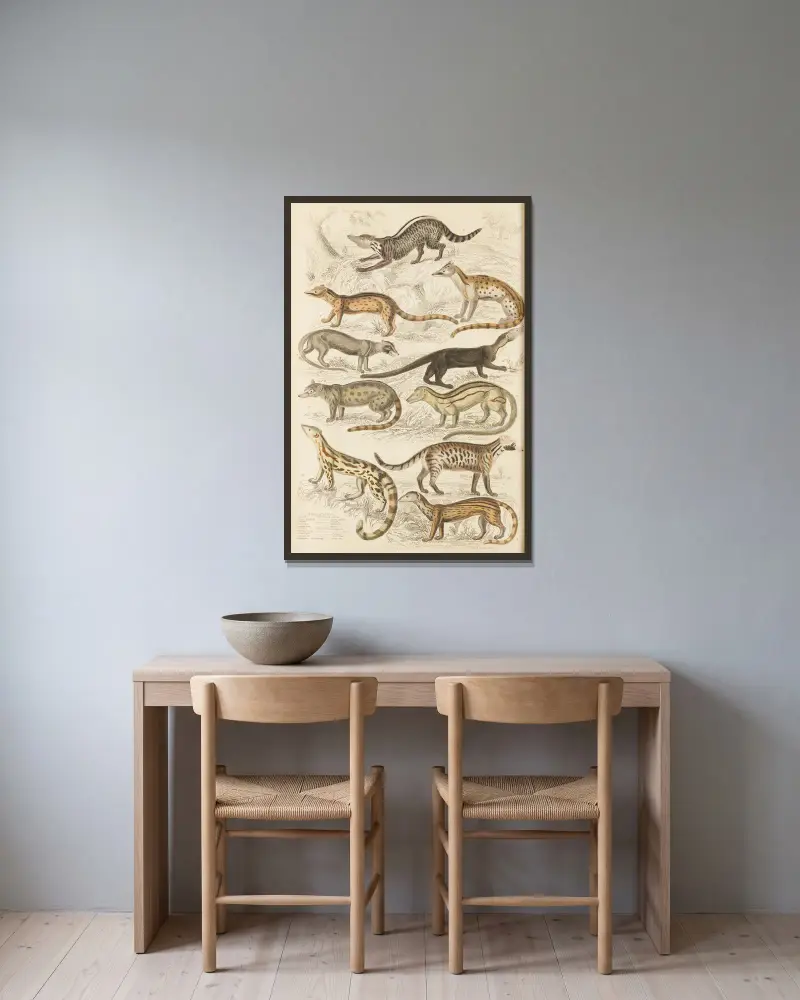 Schleichkatzen von William MacGillivray gerahmt an einer Wand