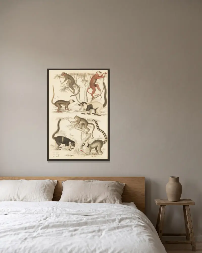 Lemur, William MacGillivray v rámu na stěně
