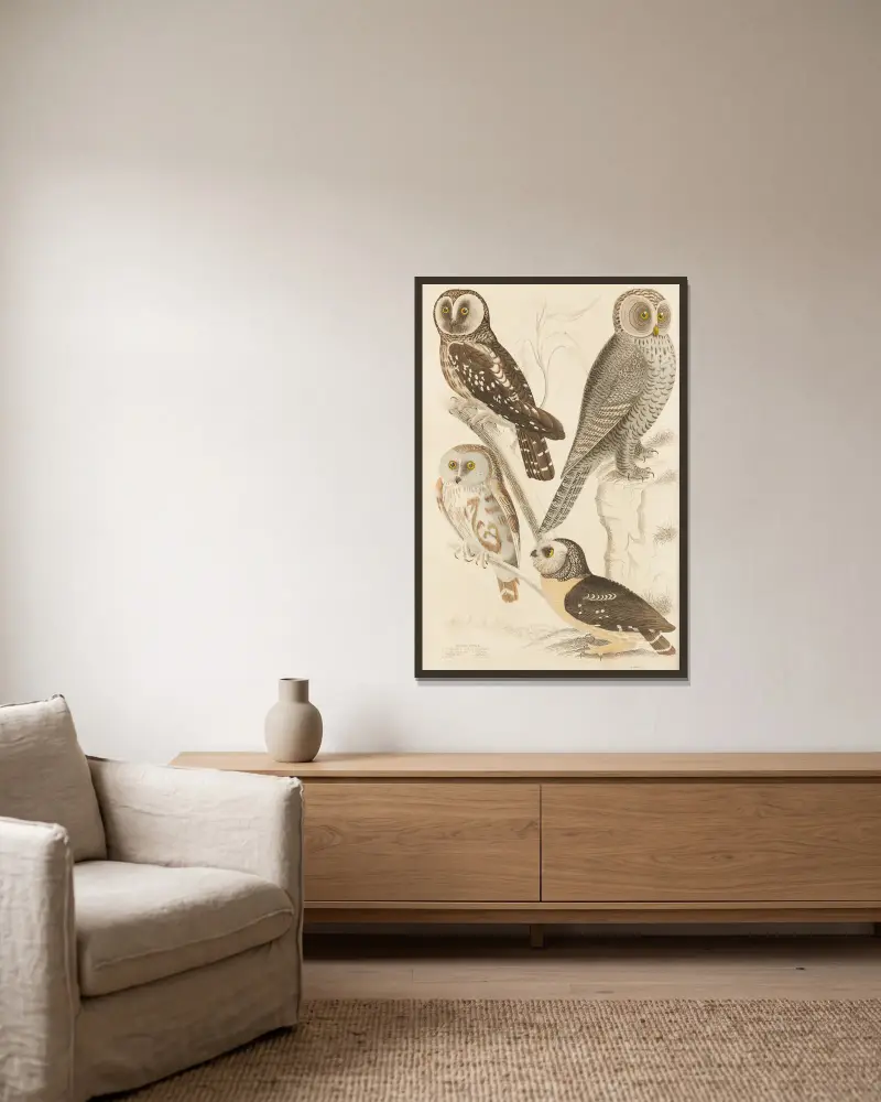 Eulen von William MacGillivray gerahmt an einer Wand