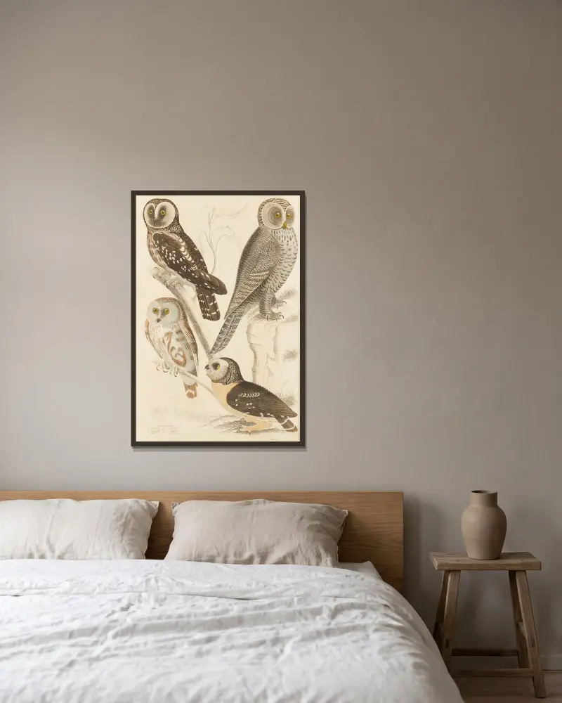 Eulen von William MacGillivray gerahmt an einer Wand