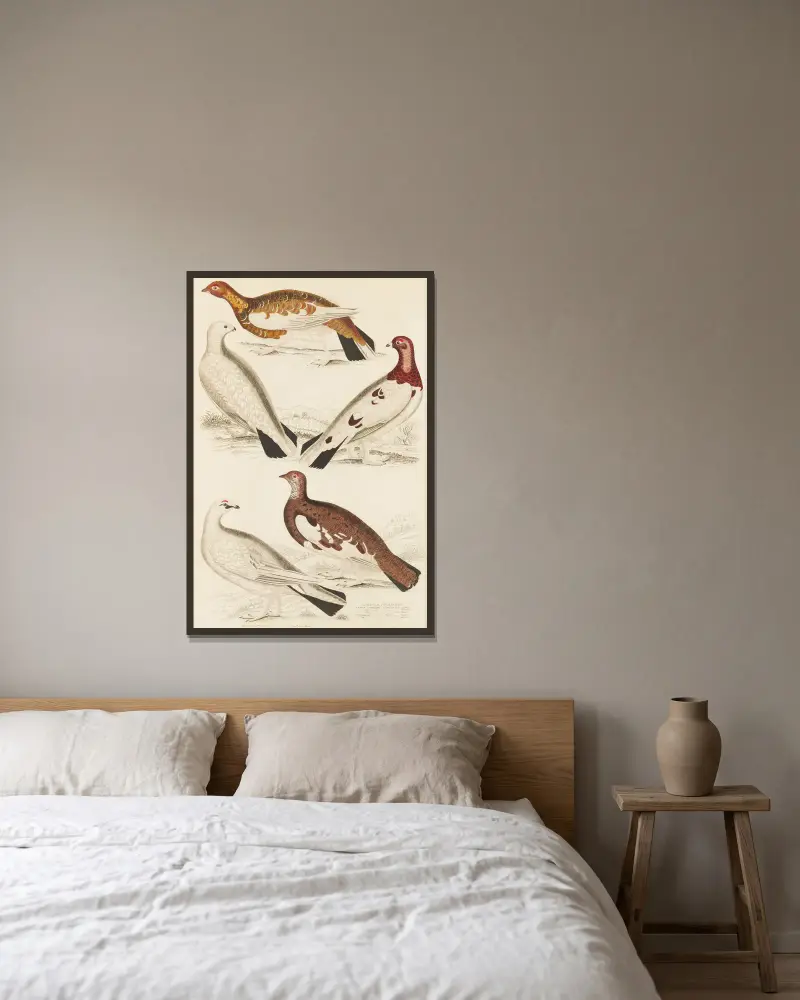 Alpenschneehuhn von William MacGillivray gerahmt an einer Wand