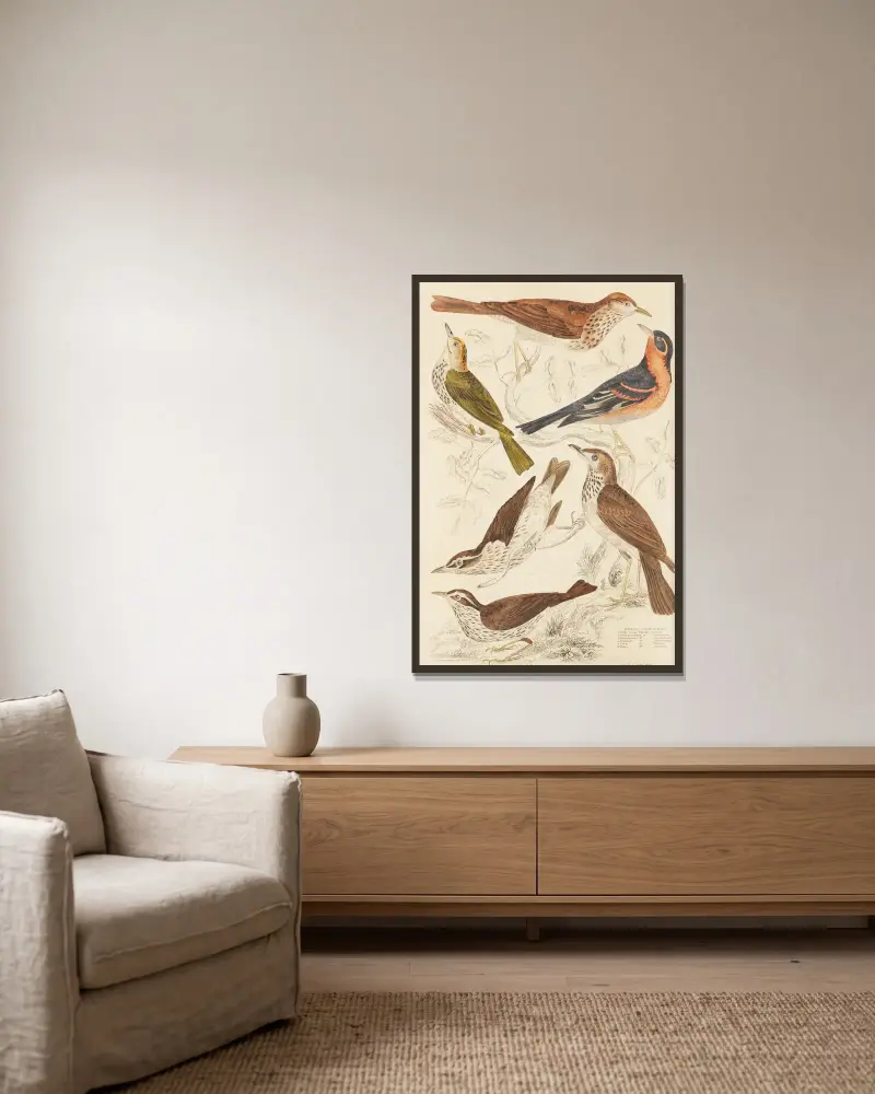 Drosseln von William MacGillivray gerahmt an einer Wand