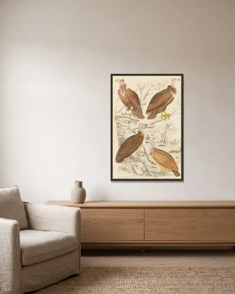 Geier von William MacGillivray gerahmt an einer Wand