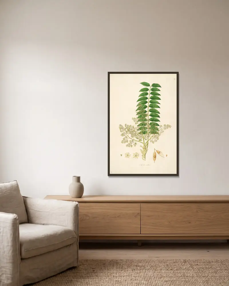 Plants of the coast of Coromandel Pl.023 av William Roxburgh inramad på en vägg