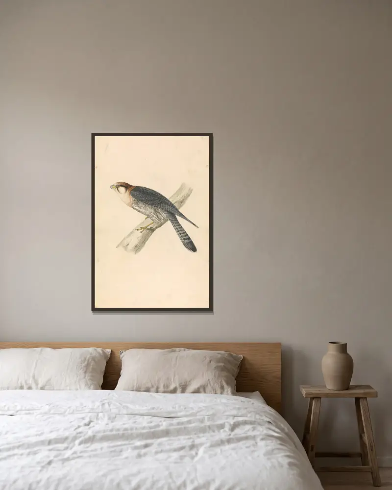 Rothalstfalk von William Swainson gerahmt an einer Wand