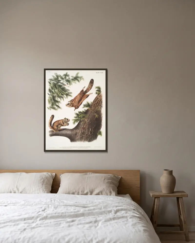 1. Pteromys sabrinus, Severn River Flying Squirrel; 2. Pteromys alpinus, Rocky Mountain Squirrel. av John Woodhouse Audubon inramad på en vägg