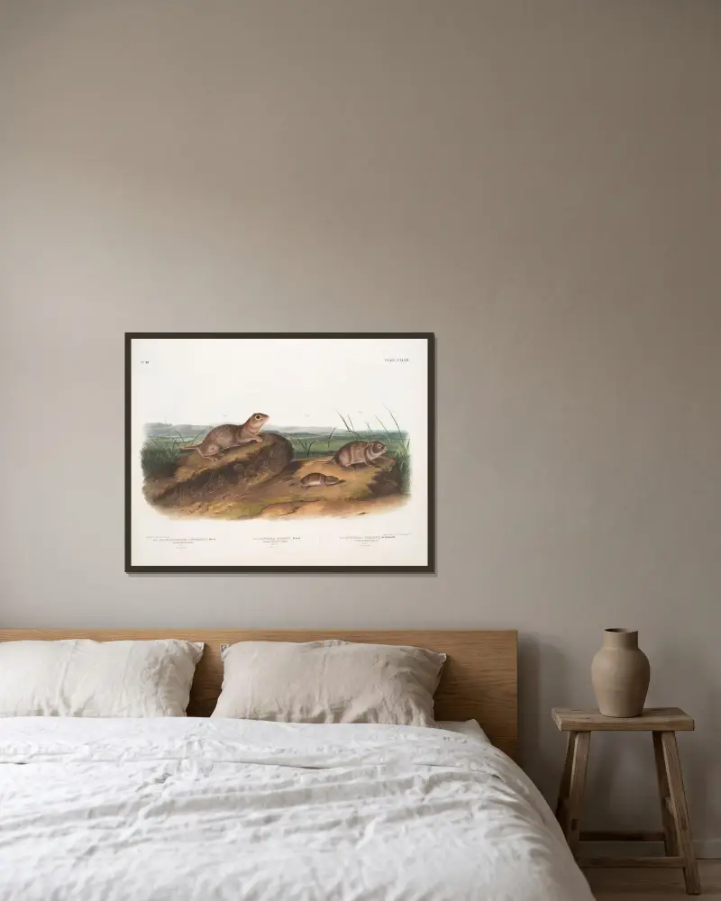 1. Spermophilus Townsendii, Amerikanische Ziesel. Männchen 2. Arvicola Oregoni, Oregon-Wühlmaus. Männchen 3. Arvicola Texiana, Texas-Wühlmaus. Männchen von John Woodhouse Audubon gerahmt an einer Wand