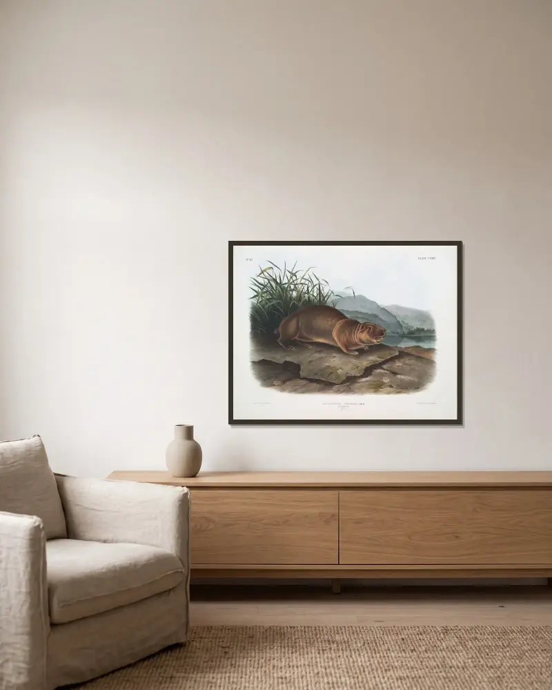 Aplodontia leporina, der Sewellel. Männchen. Lebensgröße. von John Woodhouse Audubon gerahmt an einer Wand
