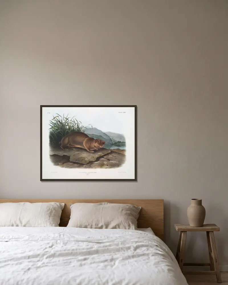 Aplodontia leporina, der Sewellel. Männchen. Lebensgröße. von John Woodhouse Audubon gerahmt an einer Wand