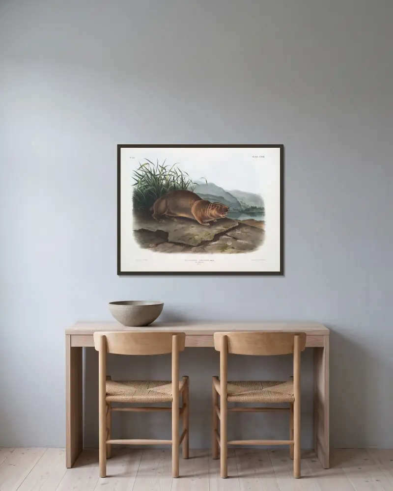 Aplodontia leporina, der Sewellel. Männchen. Lebensgröße. von John Woodhouse Audubon gerahmt an einer Wand
