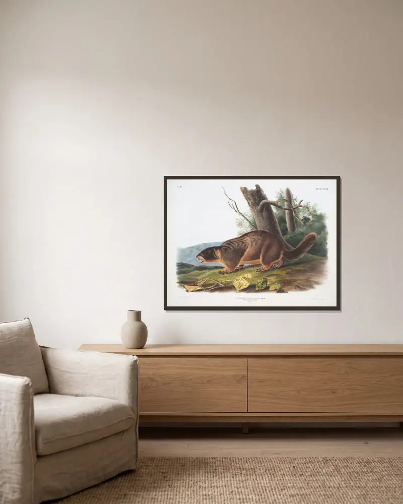 Arctomys flaviventer, Gelbbauchmurmeltier. Männchen. Natürliche Größe. von John Woodhouse Audubon gerahmt an einer Wand