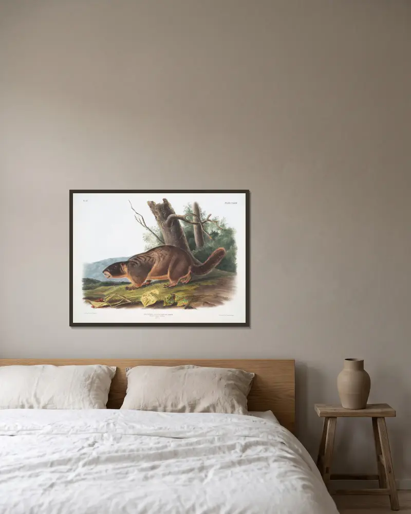 Arctomys flaviventer, Gelbbauchmurmeltier. Männchen. Natürliche Größe. von John Woodhouse Audubon gerahmt an einer Wand