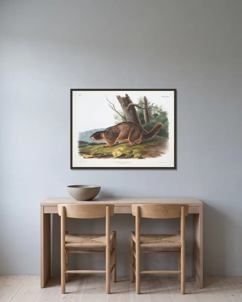 Arctomys flaviventer, Gelbbauchmurmeltier. Männchen. Natürliche Größe. von John Woodhouse Audubon gerahmt an einer Wand