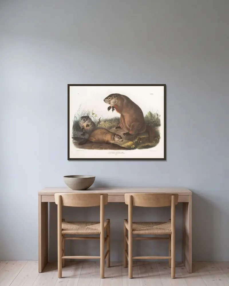 Arctomys monax, Maryland Marmot, Woodchuck, Groundhog. Natural size. Old & young. av John Woodhouse Audubon inramad på en vägg