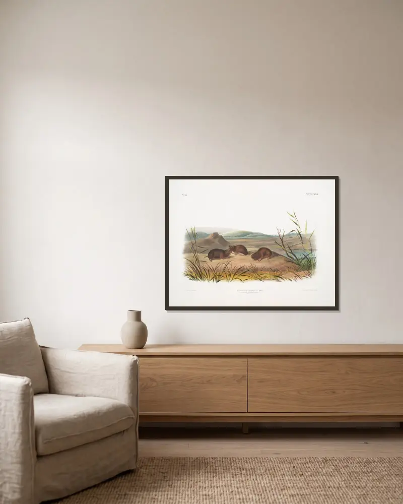 Arvicola borealis, północna mysz łąkowa. Naturalna wielkość., John Woodhouse Audubon w ramie na ścianie