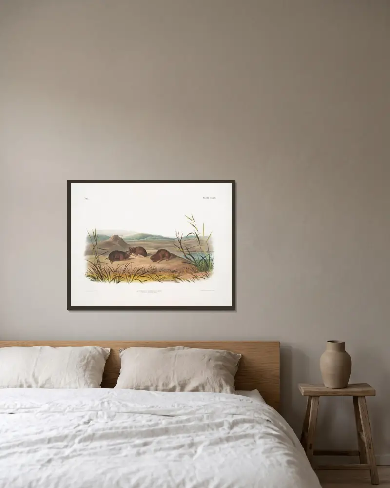 Arvicola borealis, północna mysz łąkowa. Naturalna wielkość., John Woodhouse Audubon w ramie na ścianie