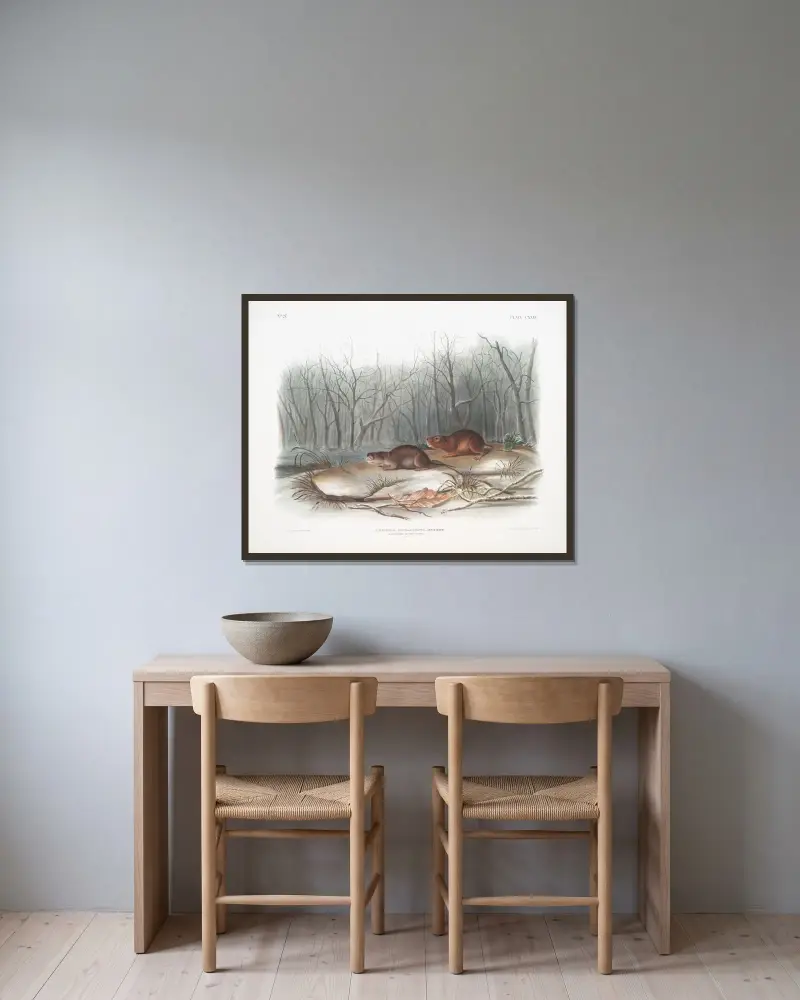 Arvicola richardsonii, Richardsons ängsmus. Naturlig storlek. av John Woodhouse Audubon inramad på en vägg