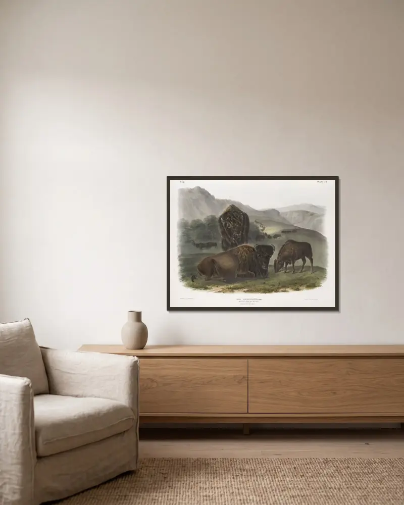 Bos Americanus, Amerikansk bison. 1. Hona, 2. Ung, 3. Hane. av John Woodhouse Audubon inramad på en vägg