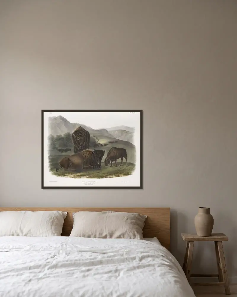 Bos Americanus, Amerikansk bison. 1. Hona, 2. Ung, 3. Hane. av John Woodhouse Audubon inramad på en vägg
