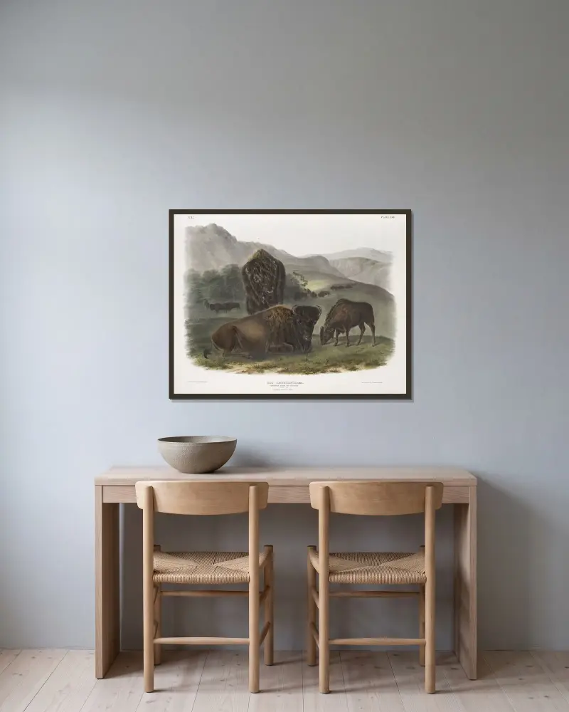 Bos Americanus, Amerikansk bison. 1. Hona, 2. Ung, 3. Hane. av John Woodhouse Audubon inramad på en vägg