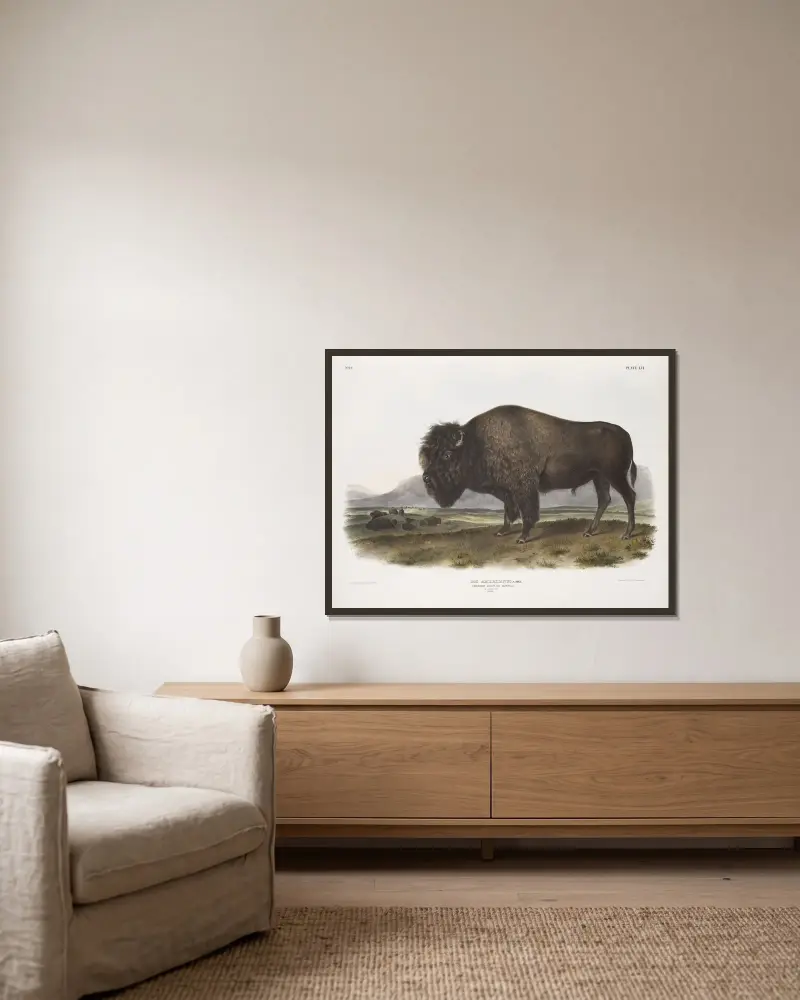 Bos Americanus, American Bison, or Buffalo. Male. av John Woodhouse Audubon inramad på en vägg