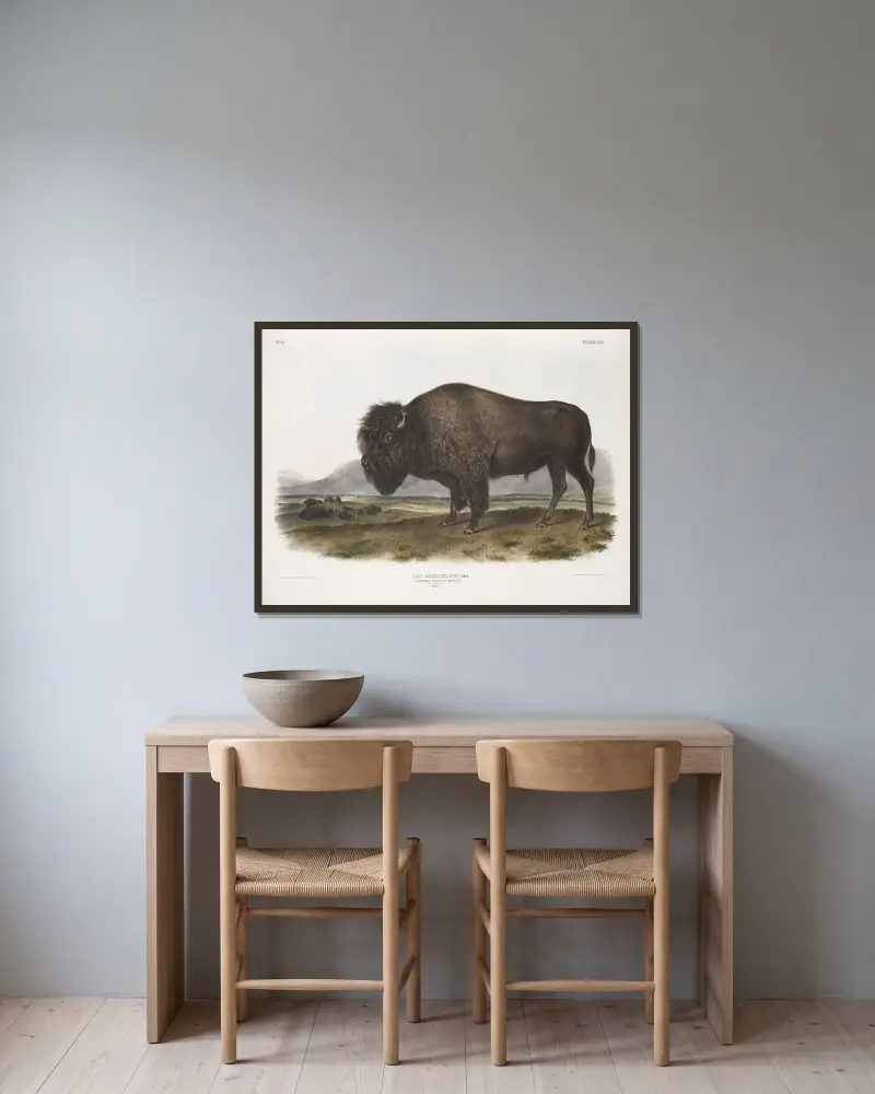 Bos Americanus, American Bison, or Buffalo. Male. av John Woodhouse Audubon inramad på en vägg