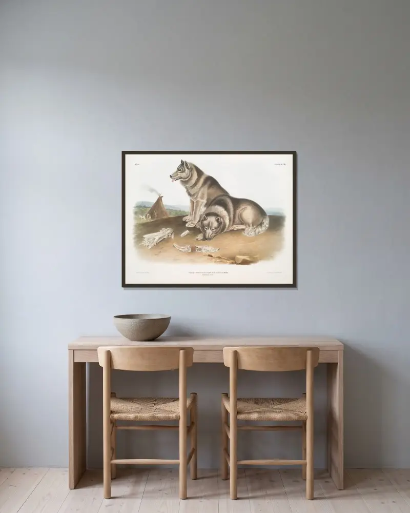 Eskimåhund (Canis familiaris, Esquimaux Dog) av John Woodhouse Audubon inramad på en vägg