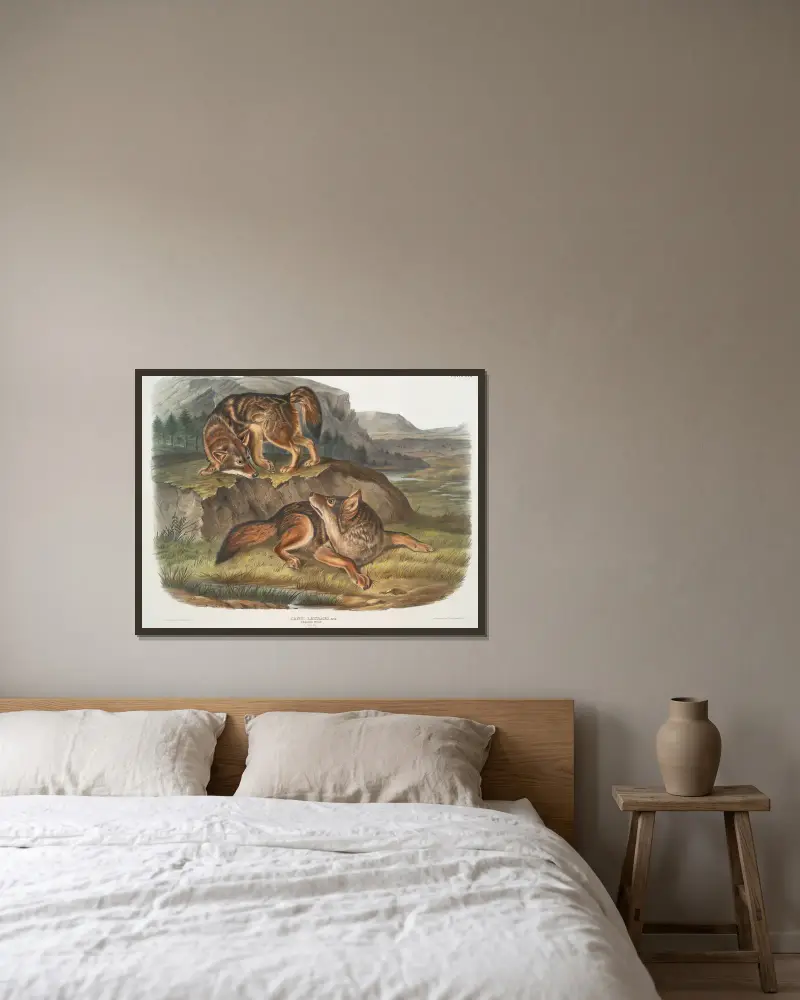 Canis latrans, Prairie Wolf. Males. av John Woodhouse Audubon inramad på en vägg