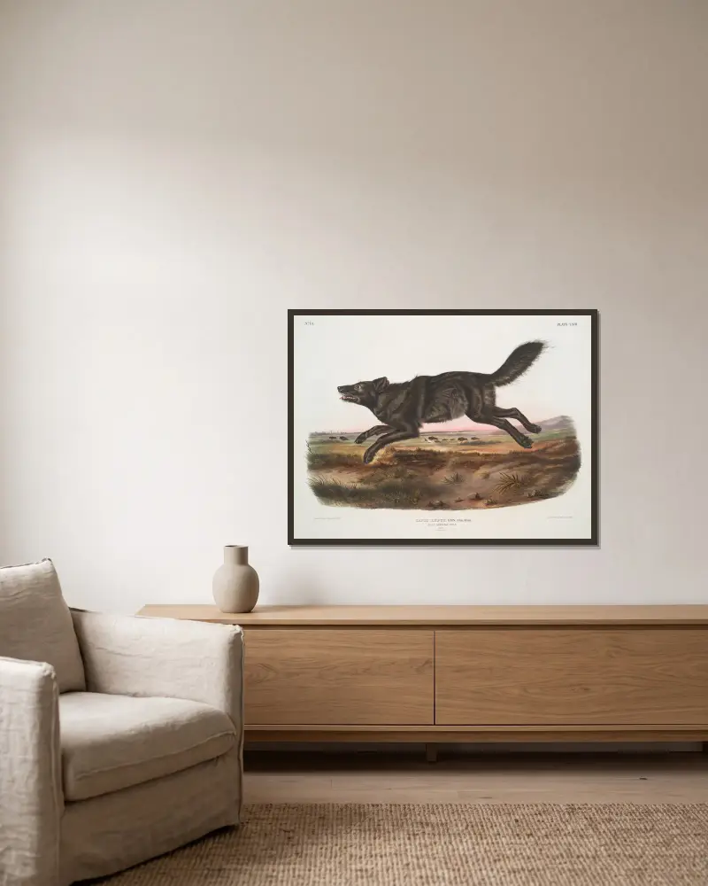 Canis lupus, Black American Wolf. Male. av John Woodhouse Audubon inramad på en vägg