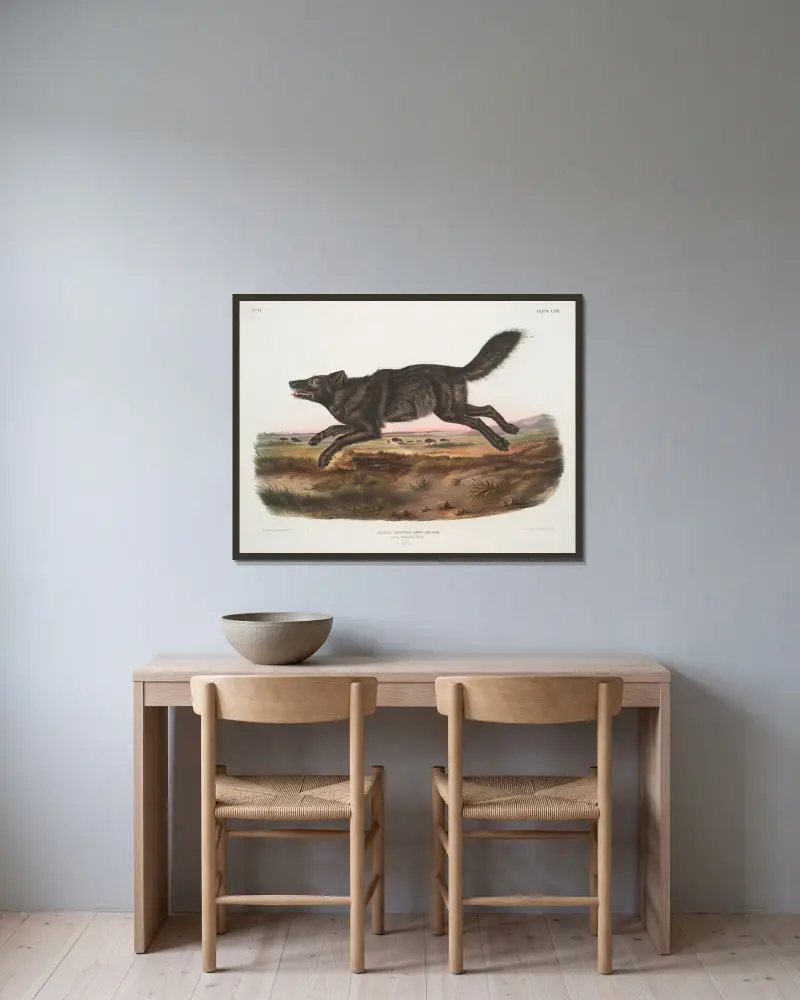 Canis lupus, Black American Wolf. Male. av John Woodhouse Audubon inramad på en vägg