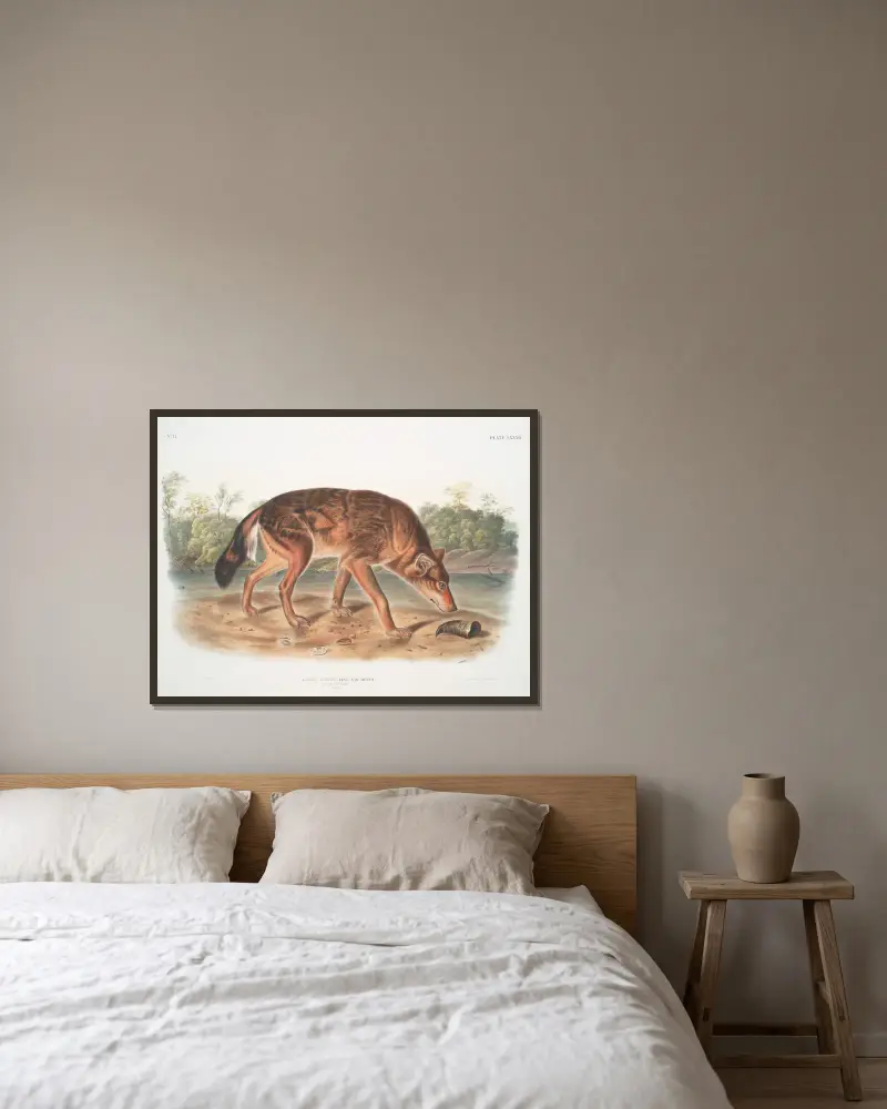 Canis lupus, Red Texan Wolf. (Male.) av John Woodhouse Audubon inramad på en vägg